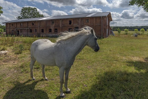 White horse on the meadow of the old estate, behind the pigsty from 1920, Othenstorf, Mecklenburg-Vorpommern, Germany, Europe