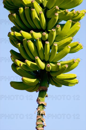 Banana Plantation, La Palma, Canary Islands, Spain, Europe