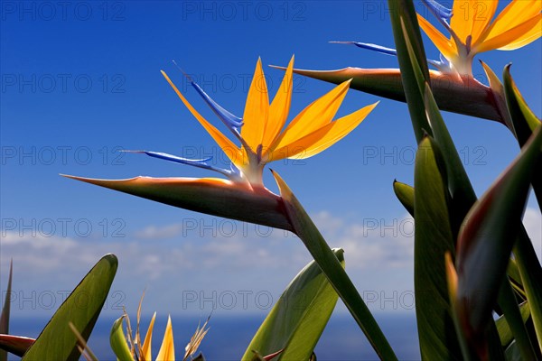 Bird of paradise or crane flower (Strelitzia reginae) La Palma, Canary Islands, Spain, Europe