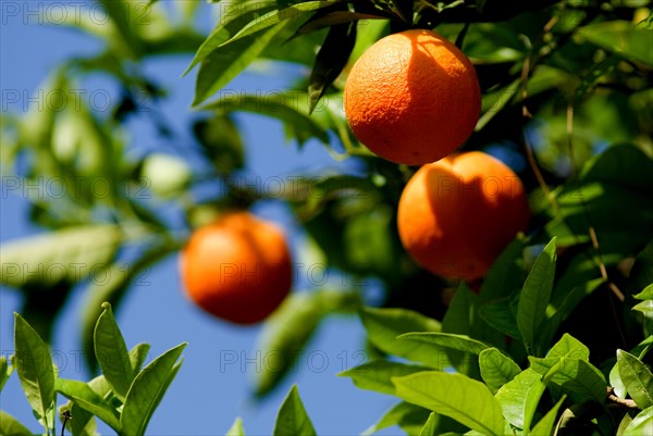 Orange fruit in a Tree in Sorrent, Campania, Italy, Europe