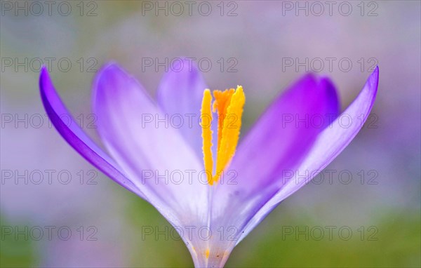 Spring crocus (Crocus Vernus) Munich, Bavaria, Germany, Europe