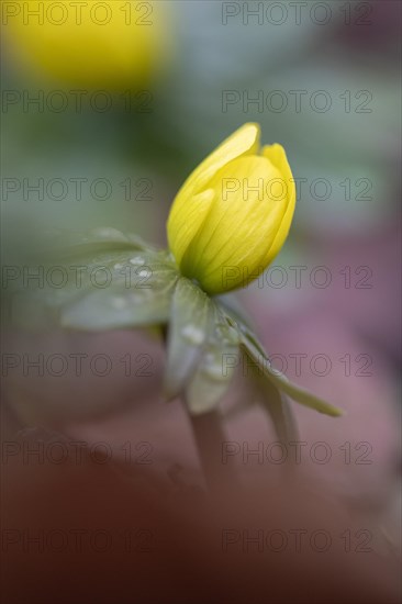 Flowering winter aconite (Eranthis hyemalis), Weinviertel, Lower Austria