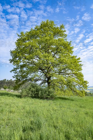 English oak (Quercus robur), solitary tree, blue sky, white clouds, Thuringia, Germany, Europe