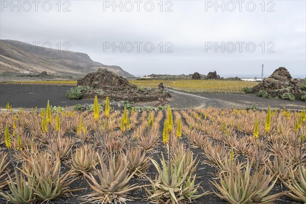 Aloe veras (Aloe vera), plantation, Haria, Lanzarote, Canary Islands, Spain, Europe