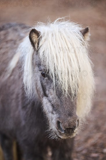 Portrait of a Shetland pony in winter, Bavaria, Germany, Europe