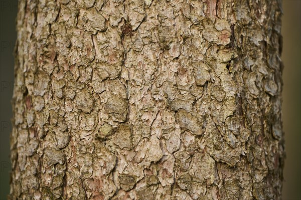 Norway spruce (Picea abies) tree trunk, bork, forest, Bavaria, Germany, Europe