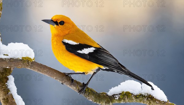 KI generated, animal, animals, bird, birds, biotope, habitat, one, individual, blue sky, foraging, wildlife, winter, snow, seasons, eurasian golden orioles (Oriolus oriolus), oriole, tree, branch