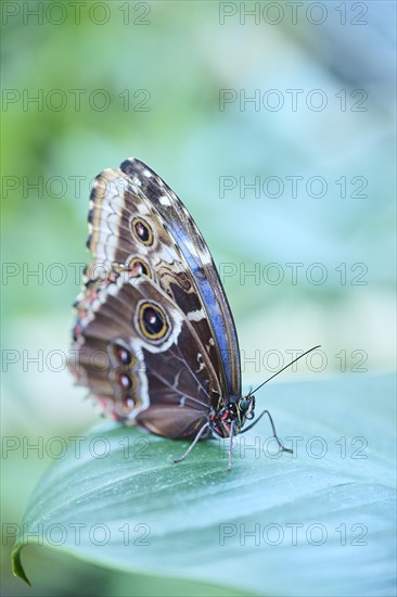 Peleides blue morpho butterfly (Morpho peleides) sitting on a leaf, Germany, Europe