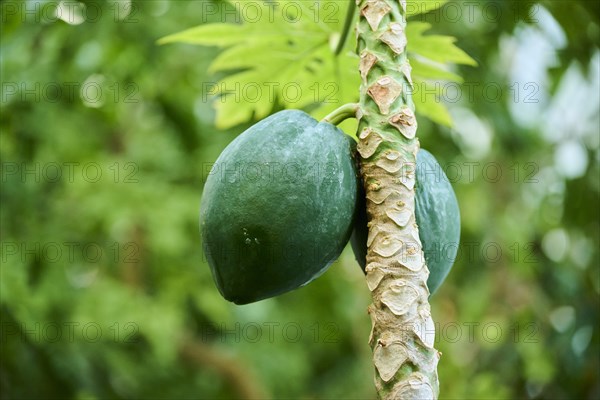 Papaya (Carica papaya) fruits hanging on a tree in a greenhouse, Germany, Europe