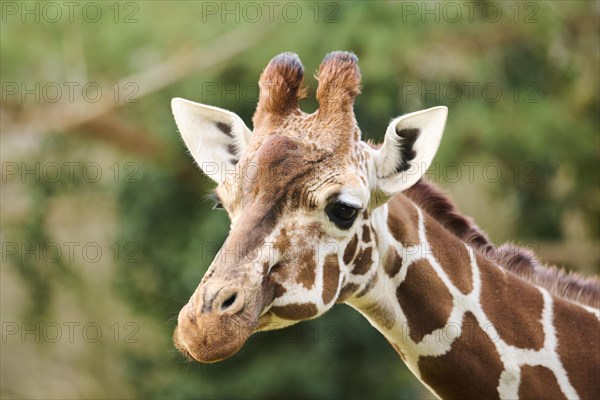 Reticulated giraffe (Giraffa camelopardalis reticulata), portrait, captive, Germany, Europe