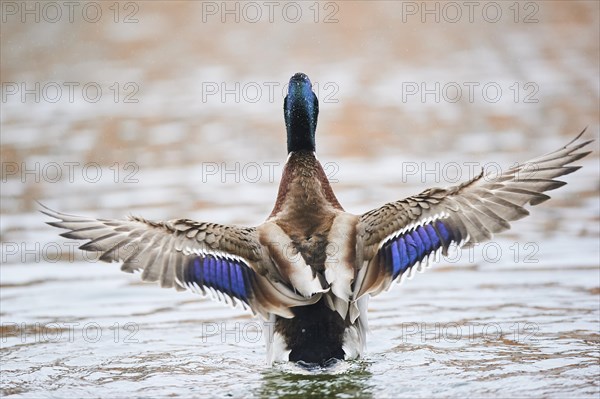 Wild duck (Anas platyrhynchos) male shaking its wings on a lake, Bavaria, Germany, Europe