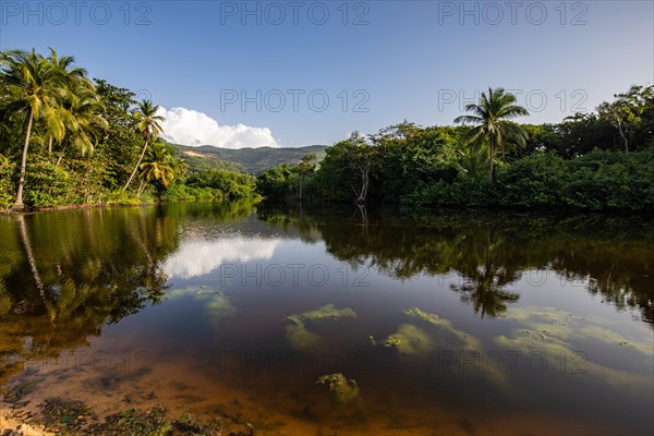 View of a river arm, a tropical mangrove landscape and the natural surroundings of Grande Anse Beach, Basse Terre, Guadeloupe, the French Antilles and the Caribbean, North America