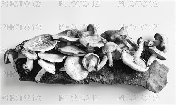 Edible mushrooms on a wooden board. Black and white photo AI generated