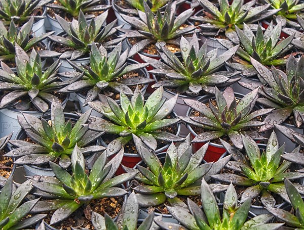 Small succulent plants background. greenhouse, top view, floral texture