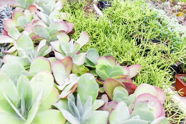 Various types of succulent in flower pots in the greenhouse. Closeup, selective focus