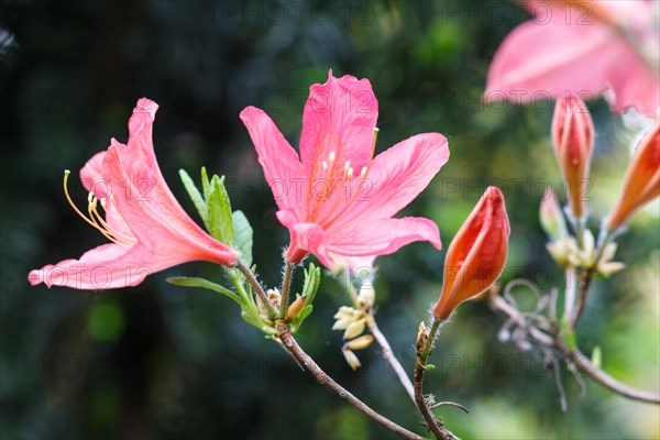 Beautiful rhododendrons of different colors in the garden