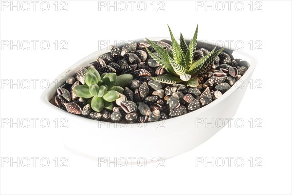 Small succulents in a ceramic pot on a white background