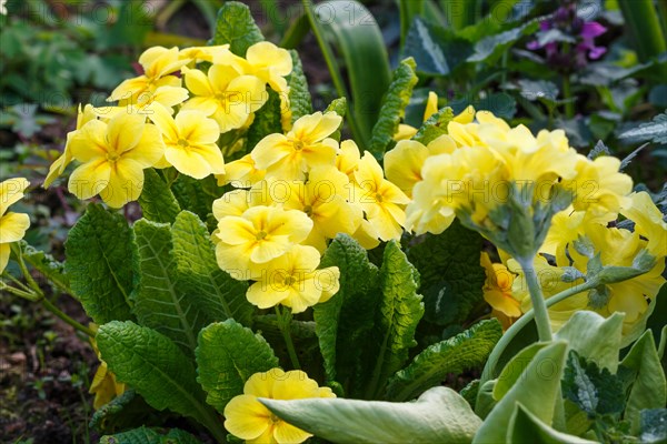 Primrose or primula in the spring garden. Purple, pink, yellow, white primroses in spring garden