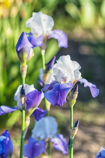 Colorful purple irises in a botanical garden