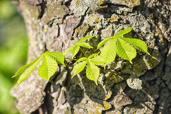 Young green leaves of chestnut in the spring