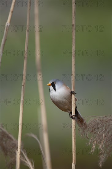 Bearded tit or reedling (Panurus biarmicus) adult male bird on a Common reed stem in a reedbed, England, United Kingdom, Europe