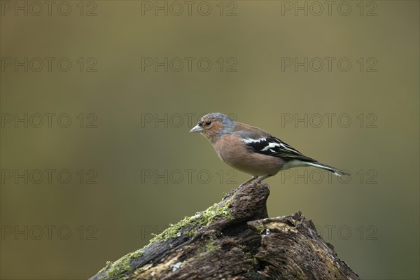 Eurasian chaffinch (Fringilla coelebs) adult male bird on a tree stump, England, United Kingdom, Europe