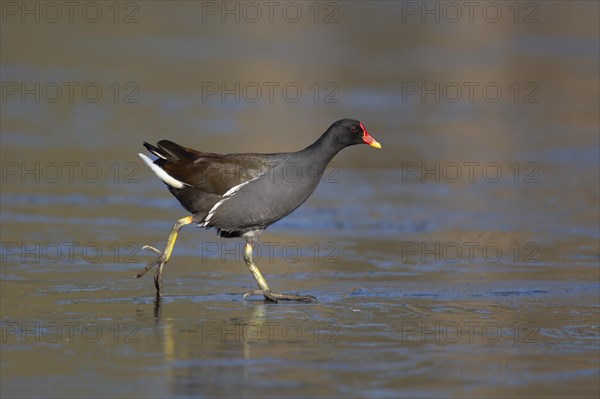 Moorhen (Gallinula chloropus) adult bird on a frozen lake, England, United Kingdom, Europe