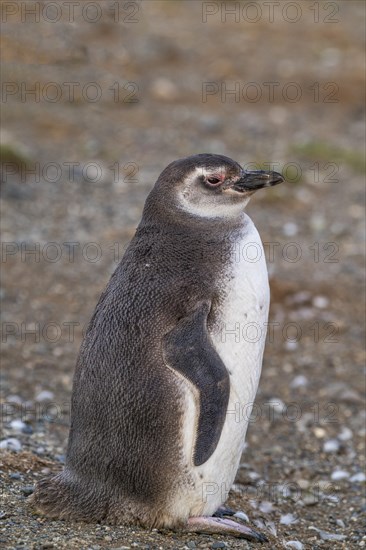 Magellanic penguin (Spheniscus magellanicus) in the Penguin National Park on Magdalena Island, Magellanes, Patagonia, Chile, South America