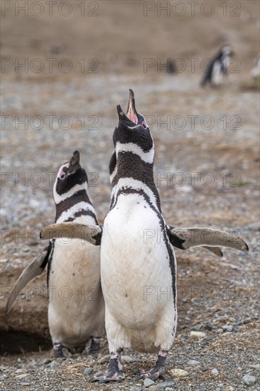 Magellanic penguins (Spheniscus magellanicus), one with open beak for calling, Penguin National Park on Magdalena Island, Magellanes, Patagonia, Chile, South America
