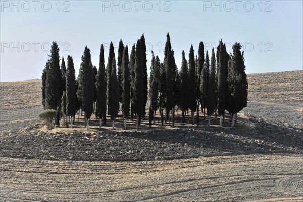 Landscape with cypresses, south of Siena, Crete Senesi, Tuscany, Italy, Europe