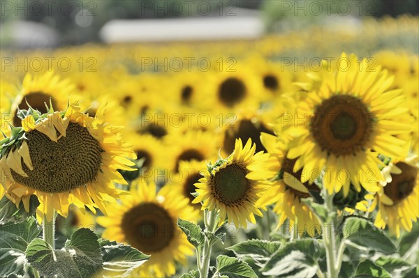 Sunflower field, sunflowers (Helianthus annuus), landscape south of Montepulciano, Tuscany, Italy, Europe