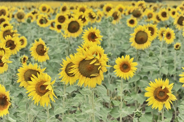 Sunflower field, sunflowers (Helianthus annuus), landscape south of Montepulciano, Tuscany, Italy, Europe