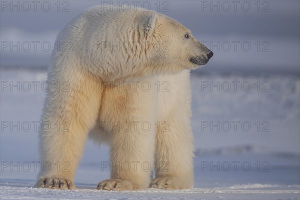 Polar bear (Ursus maritimus), standing and observing in pack ice, Kaktovik, Arctic National Wildlife Refuge, Alaska, USA, North America