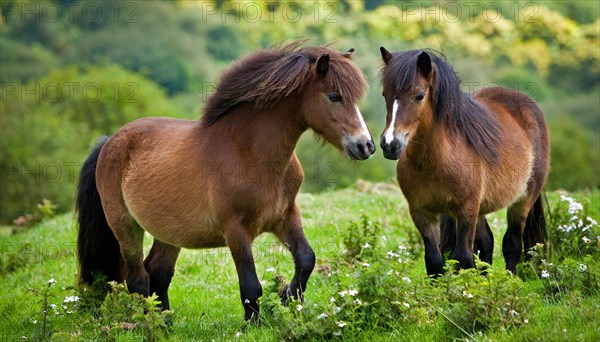 KI generated, animal, animals, mammal, mammals, biotope, habitat, two, mares, foraging, wildlife, meadow, pasture, Exmoor pony, horse, horses, ungulates, English pony breed, South West England, Exmoor, (Equus ferus caballus), foal