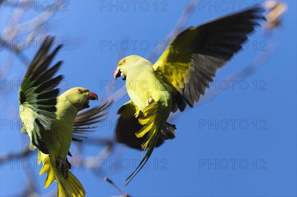 Two rose-ringed parakeet (Psittacula krameri) in flight, wildlife, Germany, Europe