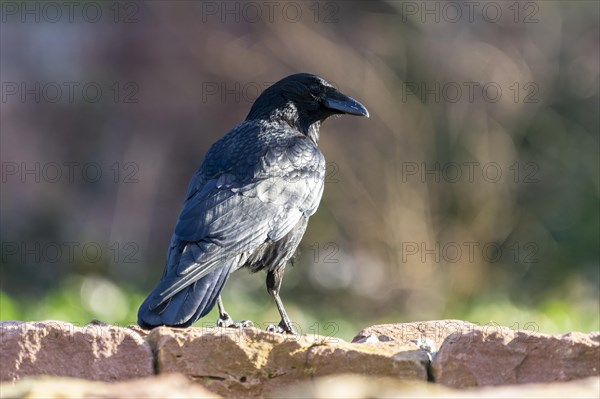 Carrion crow (Corvus corone) on a wall, wildlife, Germany, Europe