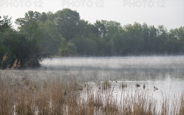 Wetland, lake, alluvial forest, morning mist, grey geese (Anser anser), Barnbruchswiesen and Ilkerbruch nature reserve, Lower Saxony, Germany, Europe