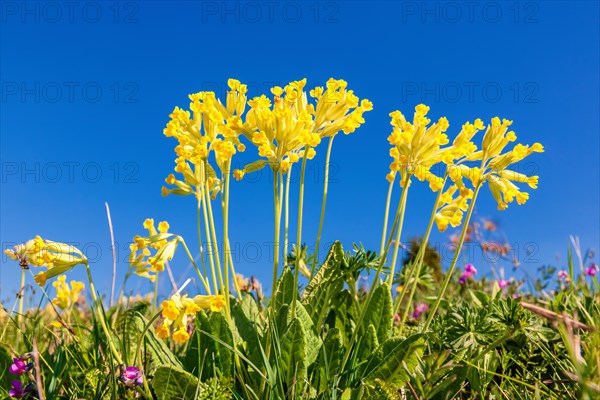 Beautiful blooming cowslip (Primula veris) on a meadow at a blue sky in spring