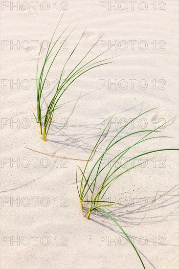 Blade of grass on sunny sand beach in summer, Skagen, Denmark, Europe