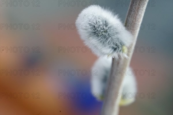 Close-up of a fluffy willow catkin with a blurred, pastel-coloured background Salix caprea