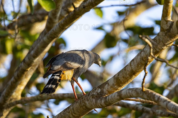 Stilt Buzzard (Geranospiza caerulescens) Pantanal Brazil