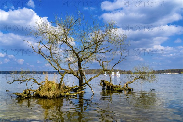 Uprooted tree in Wannsee, Berlin, Germany, Europe