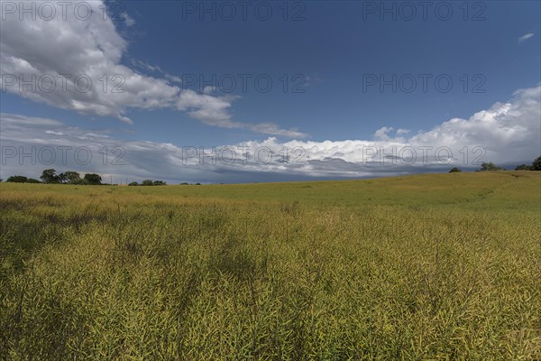 Ripe rape field (Brassica napus), cloudy sky Mecklenburg-Vorpommern, Germany, Europe