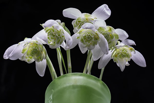 Double snowdrops (Galanthus nivalis) in a green vase on a dark background, Bavaria, Germany, Europe