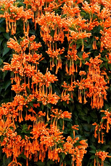 Flamevine or orange trumpet vine (Pyrostegia venusta) Feuer auf dem Dach, Feuerranke, La Palma, Canary Islands, Spain, Europe