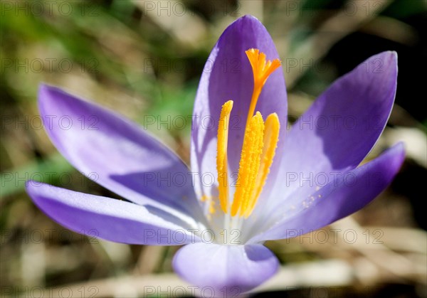 Spring crocus (Crocus Vernus) Munich, Bavaria, Germany, Europe