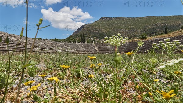 An ancient amphitheatre with a variety of wild meadow flowers in the foreground, stadium, archaeological site, Ancient Messene, capital of Messinia, Messini, Peloponnese, Greece, Europe