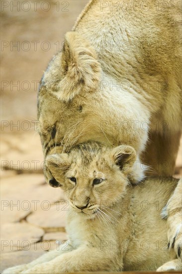 Asiatic lion (Panthera leo persica) mother with her cub on a rock, captive