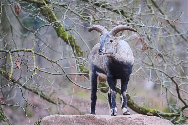 Bharal (Pseudois nayaur), standing on a rock, Bavaria, Germany, Europe