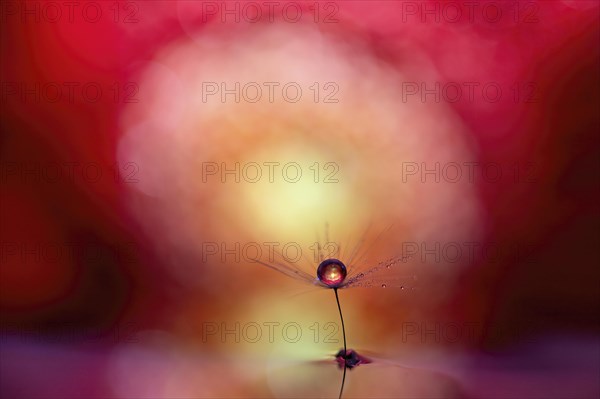 A macro image with a drop of water on a dandelion seed against a reddish background